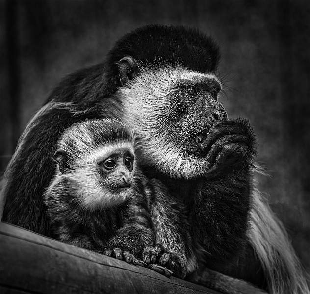 Colobus Monkeys.jpg